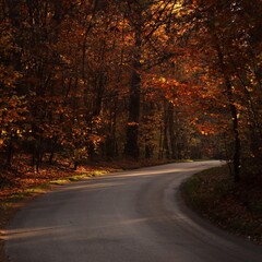 Fototapeta premium Road in the forest