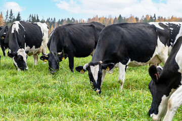 Obraz na płótnie Canvas Close-up of farm black and white cows graze in meadow with green grass. Agriculture, farming, animal husbandry concept. Selective focus.