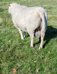 male sheep on his back showing his genitals. in the field. copy space