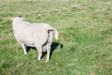 Obraz premium sheep pooping in the field. copy space.