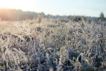 Close-up of beautiful frost on the grass and leaves frosty misty autumn morning