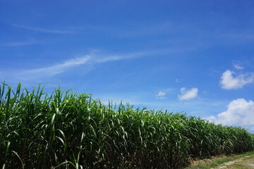 Obraz premium 再生化エネルギー、さとうきび