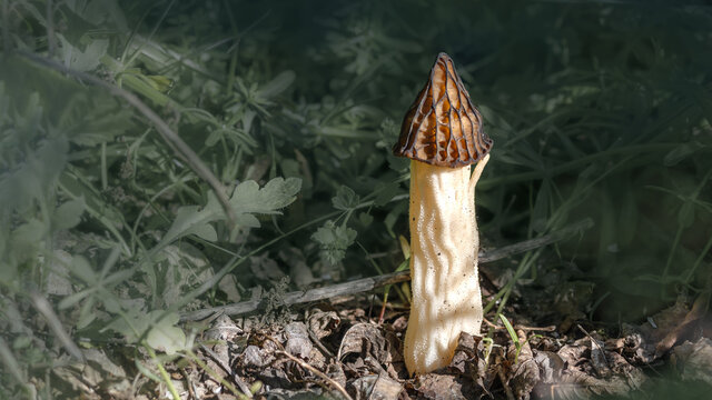 Rare black morel mushroom (Morchella conica) - one of the first spring mushrooms.