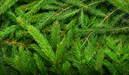 Background of natural Christmas tree branches