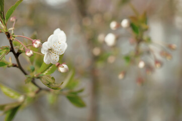 apple tree flowers on a green branch in spring, with a blurred background