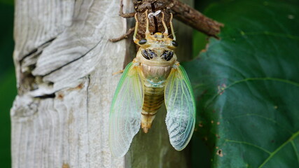 乾燥がおわりそう。セミの羽化