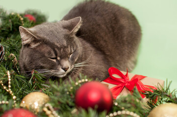 a grey cat sits next to a decorated Christmas tree and next to a Christmas present