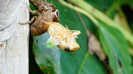セミが殻から抜け出る