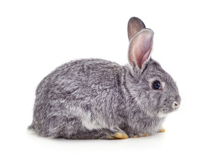 Grey baby rabbit.