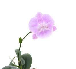 One purple orchid flower.