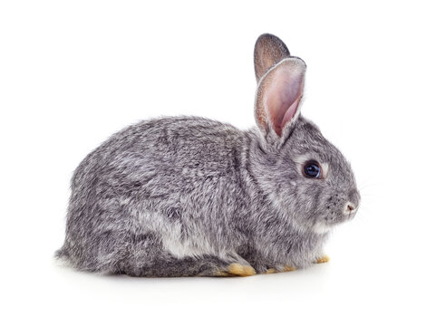 Grey baby rabbit.