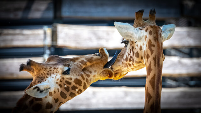 Two giraffes kissing, loving animals
