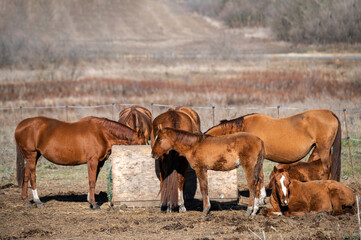 Family of horses eats from a special feeder on a rural farm. Cody breed Russian Don (Donchak)