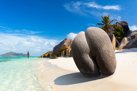Coco de mer or sea coconut, or double coconut is the largest and sexiest nut in the world. Seychelles 