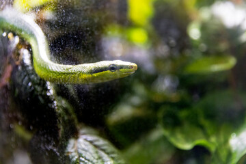 Green tree snake seen through a waterspotted glass tank