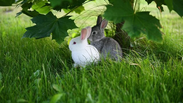 cute gray animal funny bunny on a background of green grass and clovers in the afternoon in summerr. High quality 