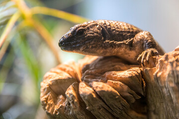 Obraz premium Fat lizard perches on a broken tree branch with a grassy background