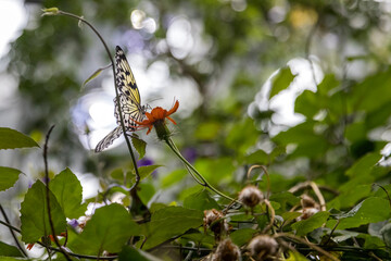Delicate yellow and black butterfly feeds from an orange flower with a green and bokeh out of focus background of leaves