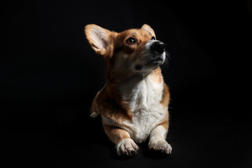 Cute Welsh Corgi dog on dark background
