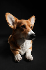 Cute Welsh Corgi dog on dark background