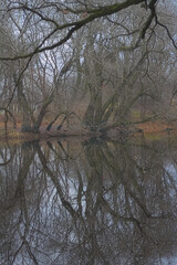 trees reflected in water