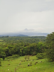 wild jungle of costa rica