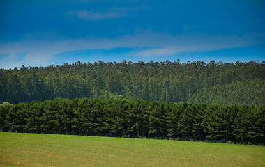 Forest Plantation Natural Environment