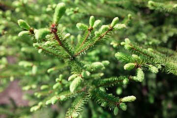 Pine branch selective focus . Conifer green twigs 