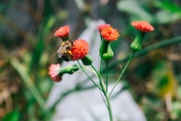 Honeybee on a flower