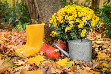 Beautiful Chrysanthemum flowers with watering can, pumpkins and gumboots in autumn park