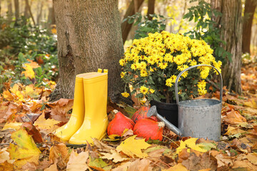 Beautiful Chrysanthemum flowers with watering can, pumpkins and gumboots in autumn park