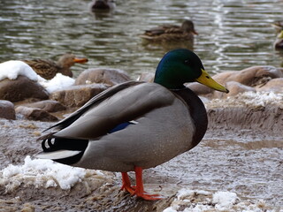 PATOS (ÁNADE REAL, ANAS PLATYRHYNCHOS) EN LA NIEVE. EJEMPLAR MACHO EN PRIMER PLANO