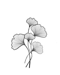 Hand drawn Ginkgo biloba leave. outline ginkgo leaf. Floral exotic leave illustration for your design.