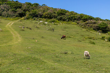 Farm fiels with cow held and forest