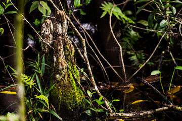 cypress knee in the florida everglades