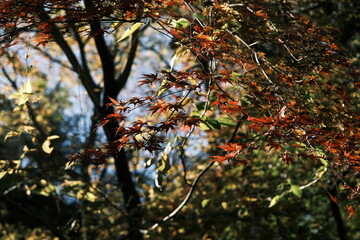 紅葉
