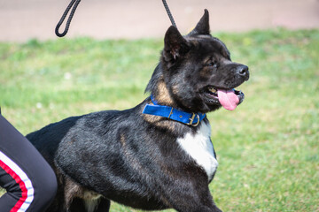 Black dog with white breasts on a walk in the summer.