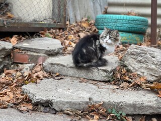 Cute cat sitting on street. Charming pussycat walking on fresh air in countryside.