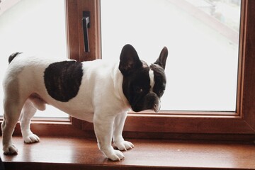bulldog in front of a window