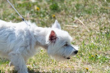 White dog for a walk, running on a green lawn.