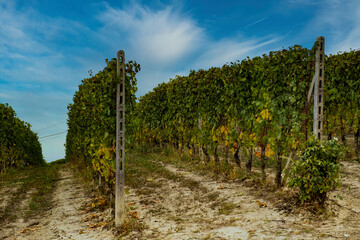 Fototapeta premium The The vineyards in the Piedmontese Langhe in autumn at the time of the grape harvest in the Piedmontese Langhe in autumn