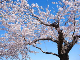 五稜郭公園の桜