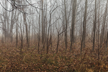 Autumn forest in dense fog. Dead grass and trees without leaves.