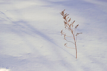Fototapeta na wymiar lonely dry branch on the frosty shining snow surface with evening sunlight