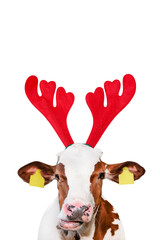 Christmas funny cow isolated on white background. Cow portrait in Christmas Reindeer Antlers...