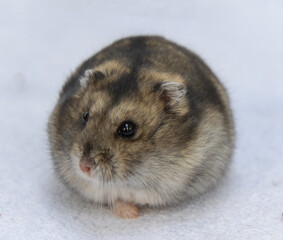Hamster