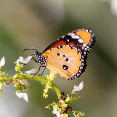 North American Monarch Butterfly