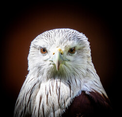 Brahminy Kite Head