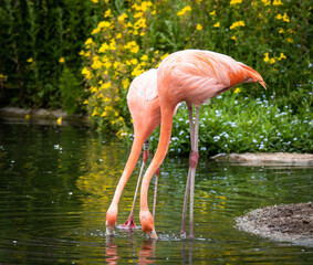 American Flamingo