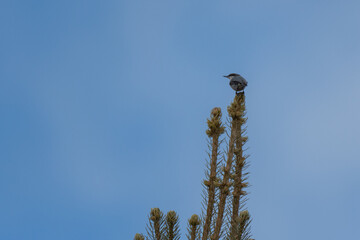 Pygmy Nuthatch perched on a pine tree - Frisco - Colorado - USA